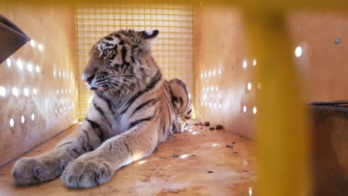 travmirovannuju-tigricu-dostavili-iz-primorja-v-moskovskij-zoopark-e130e2a