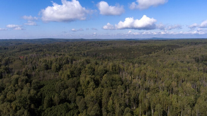 vysokuju-pozharoopasnost-objavili-v-altajskom-krae-na-vyhodnye-dni-ff87abb