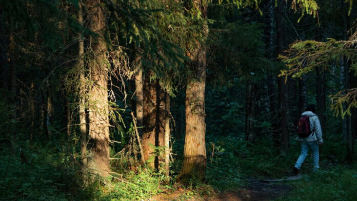 plan-po-vosstanovleniju-lesov-perevypolnili-v-podmoskove-e20f41f