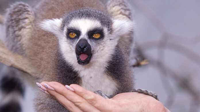 lemur-iz-tjumeni-dal-prognoz-na-2024-god-8fbcbb5