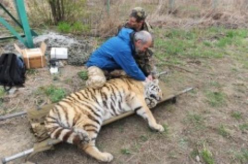 Всемирный день рейнджера